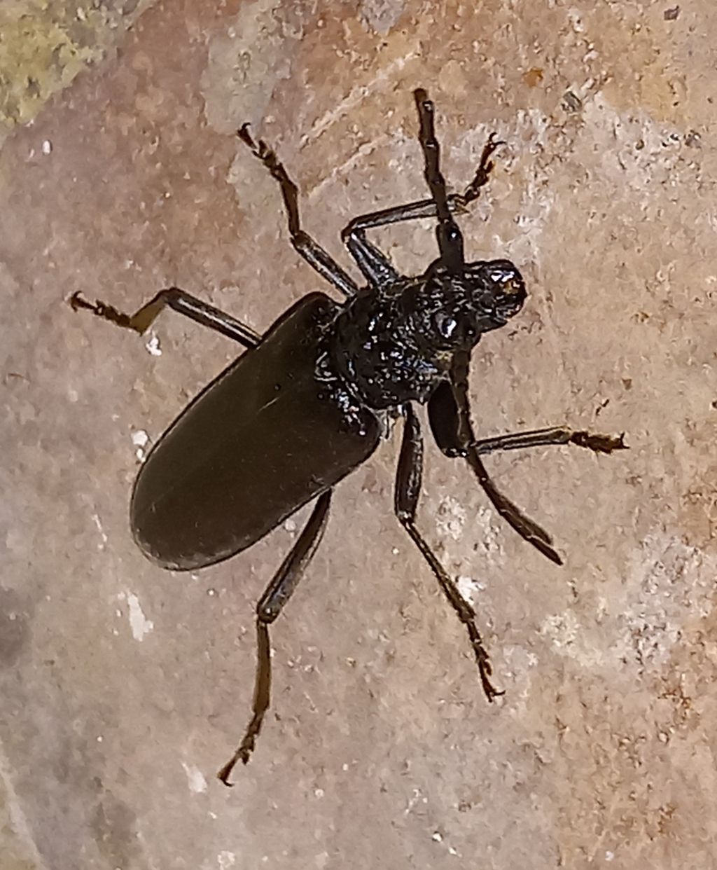 Cerambycidae: Cerambyx sp.