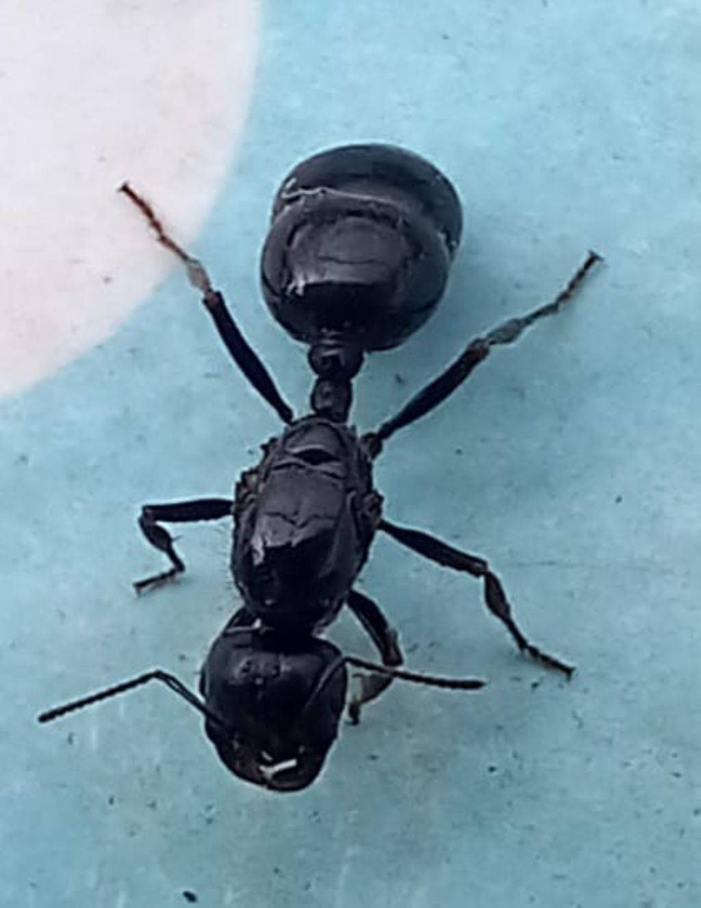 formica enorme