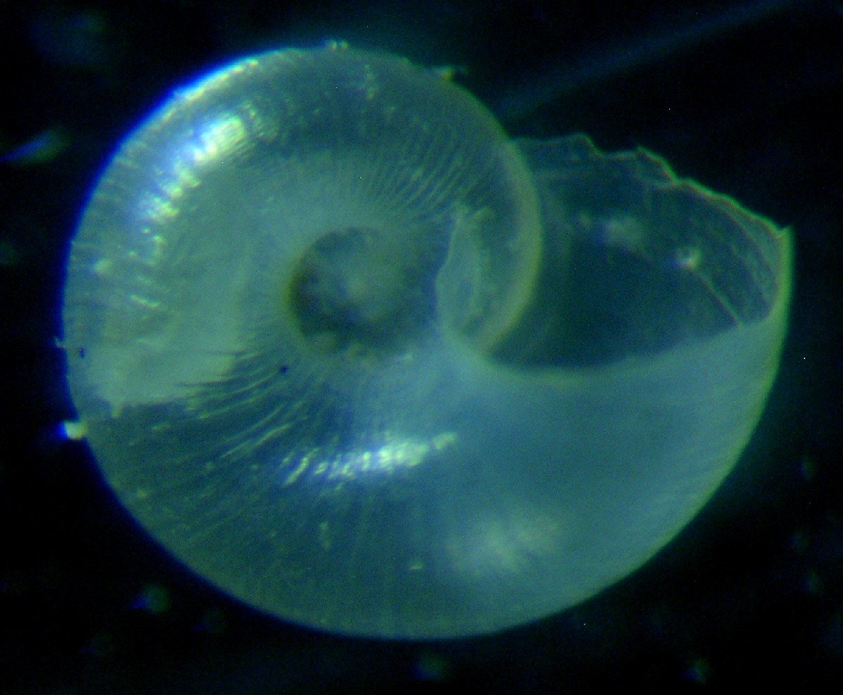 forse un turbinidae....