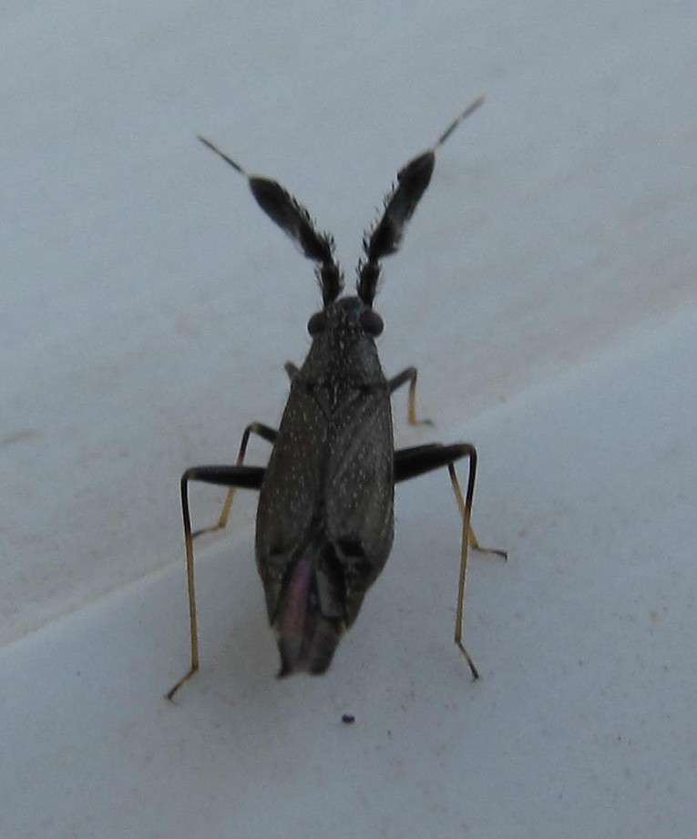 Miridae: Heterotoma diversipes della Sardegna (OT)