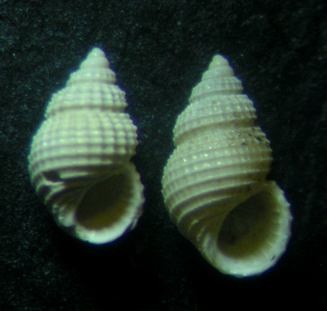 A. cimicoides?