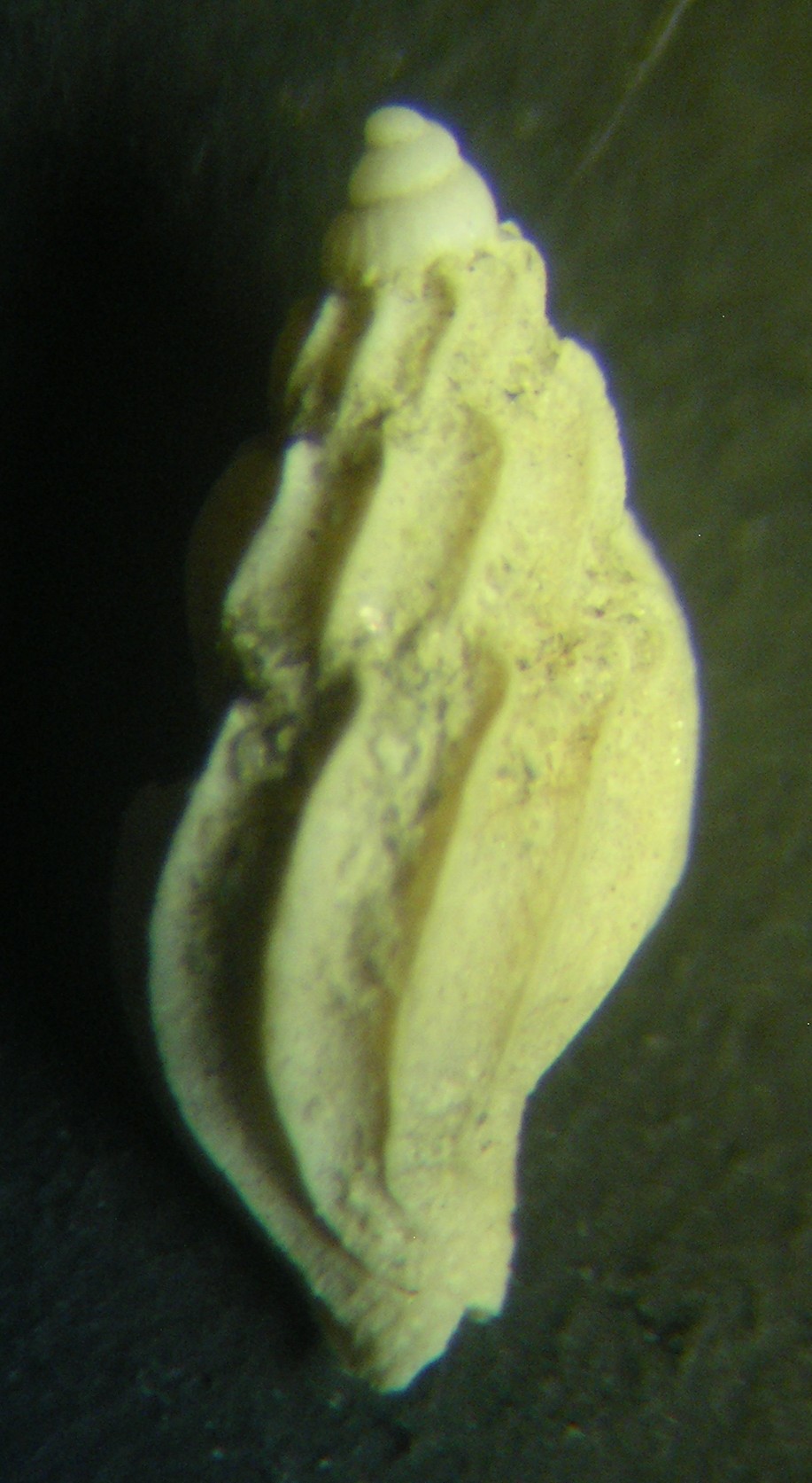 dal pliocene di Guidonia...