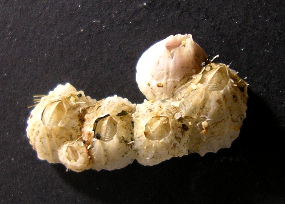 Balani