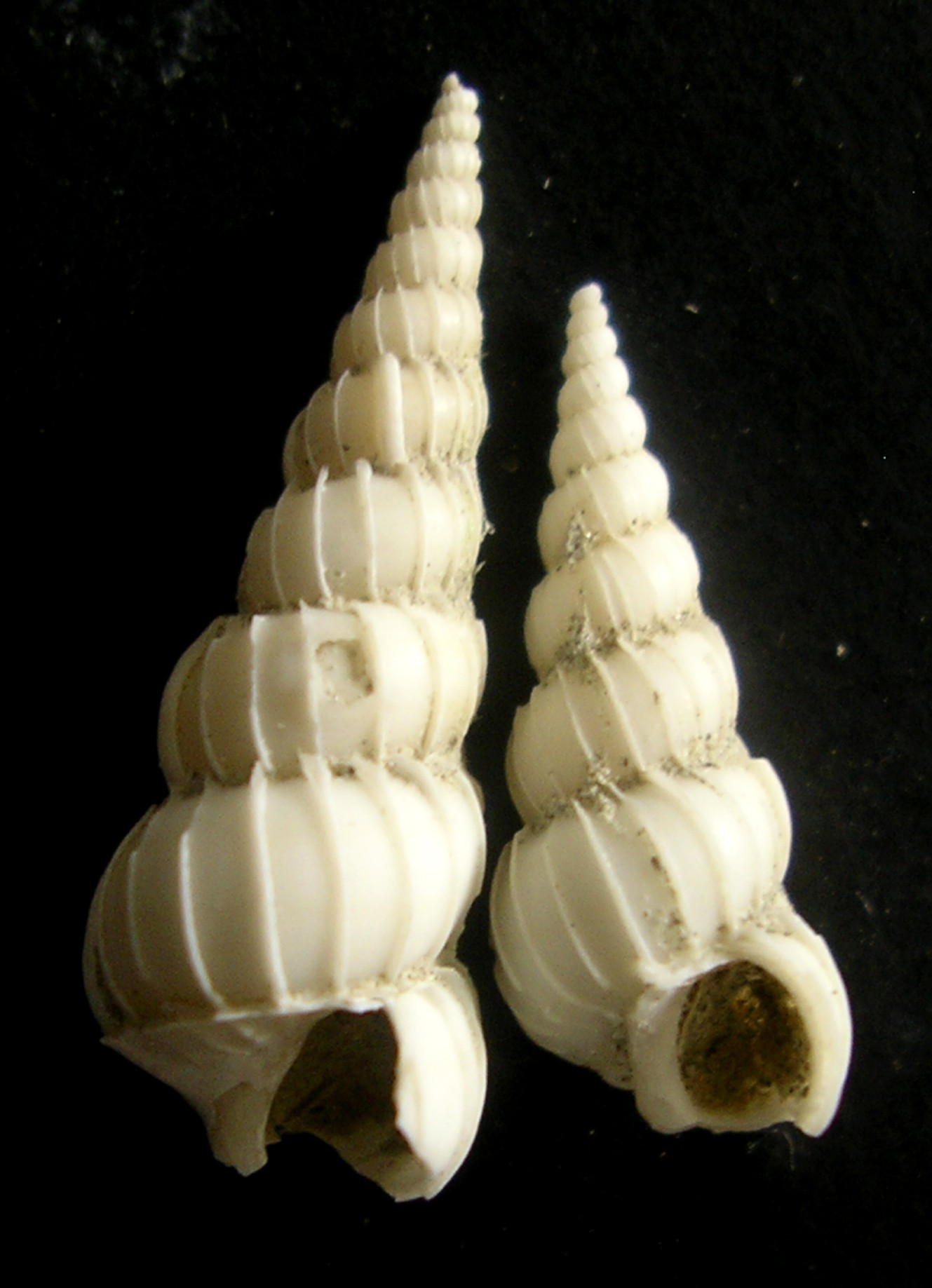 dal pliocene di Guidonia... epitonidae