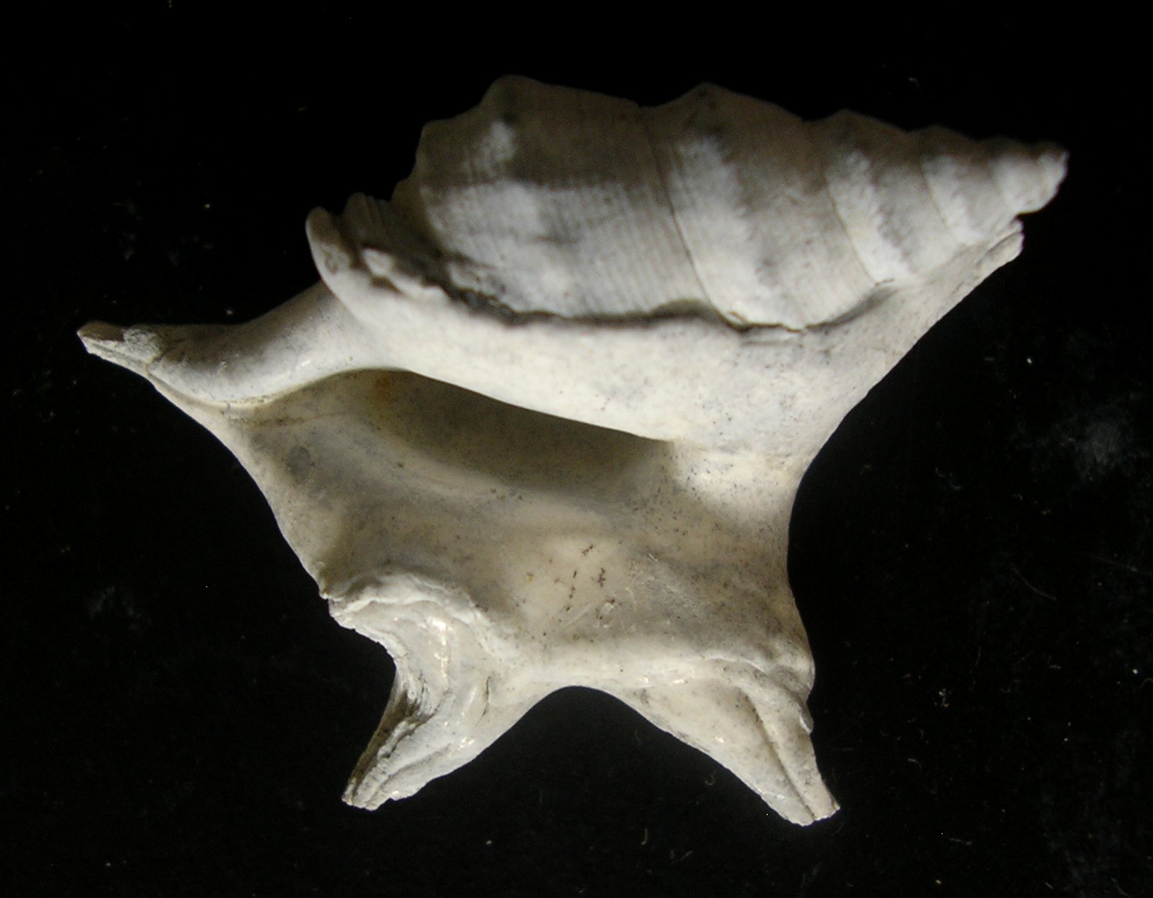 dal pliocene di Guidonia... Aporrhaiidae