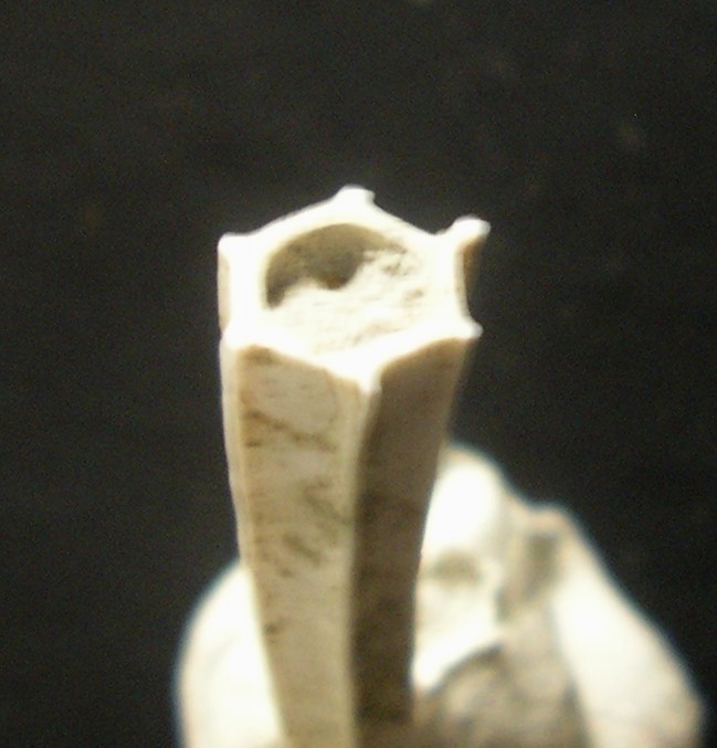 dal pliocene di Guidonia... dentaliidae