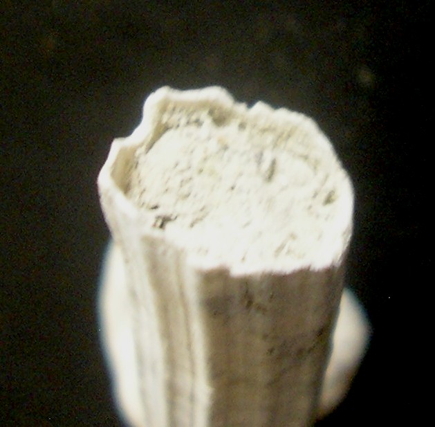 dal pliocene di Guidonia... dentaliidae