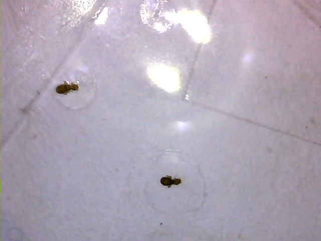 INSETTI PICCOLISSIMI MARRONI DISPENSA: Liposcelis sp.