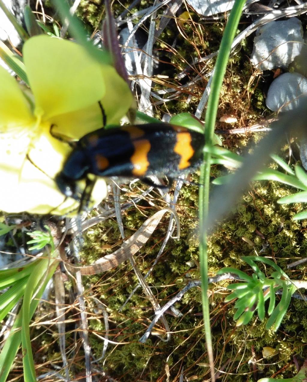 Mylabris variabilis (cfr.)