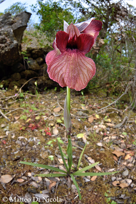 Serapias pantesche da determinare