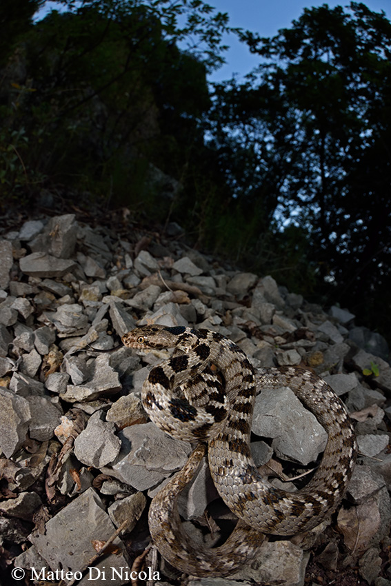 Serpente gatto...italiano (Telescopus fallax)