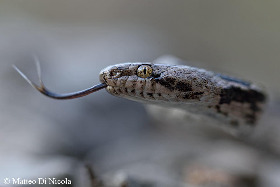 Serpente gatto...italiano (Telescopus fallax)