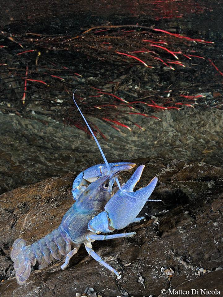 Gambero di fiume (Austropotamobius pallipes) BLU