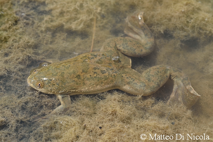 Xenopus laevis in Sicilia