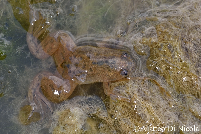 Xenopus laevis in Sicilia