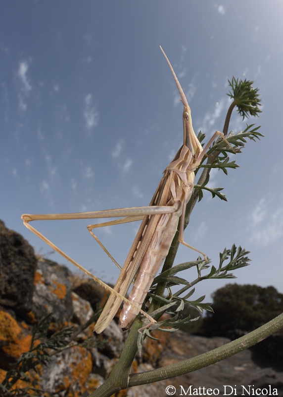 Truxalis nasuta ?  No, Acrida turrita