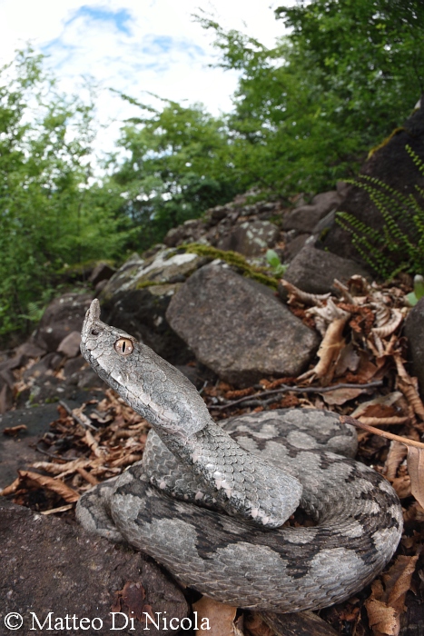 Vipera ammodytes dell''Alto Adige