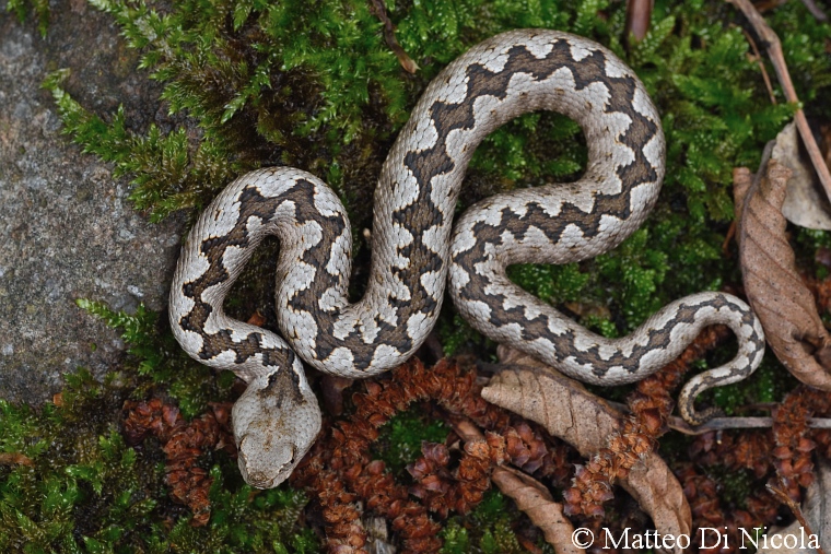 Vipera ammodytes dell''Alto Adige