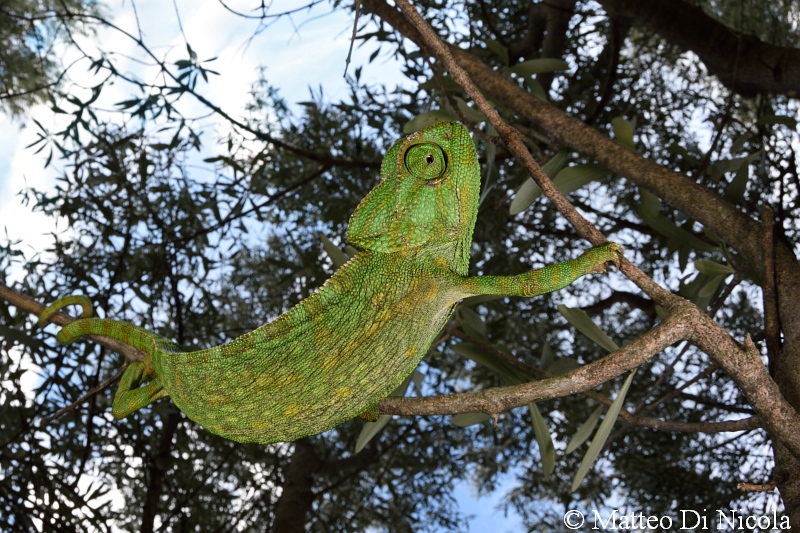 Camaleonte (Chamaeleo chamaeleon)  dal Sud Italia.