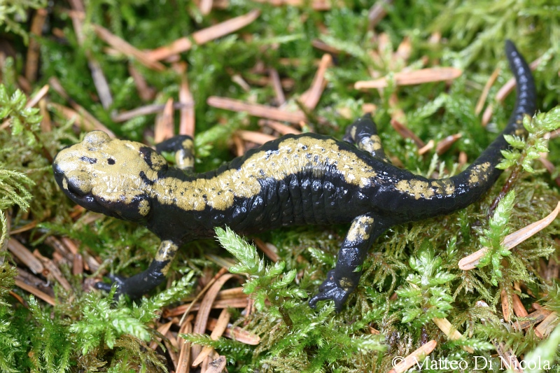 Salamandra di Aurora (Salamandra atra aurorae)