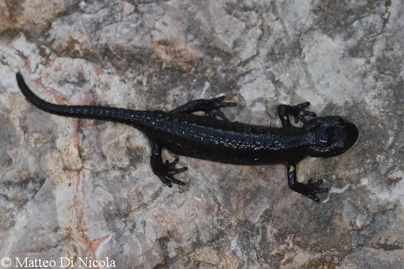 Salamandra del Pasubio