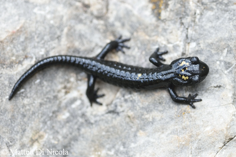 Salamandra del Pasubio