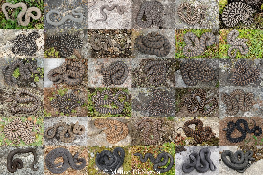 Variabilit cromatica in Vipera aspis