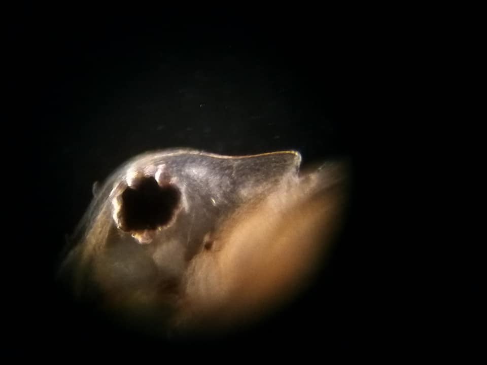 Polimorfismo Daphnia sp (D magna?)