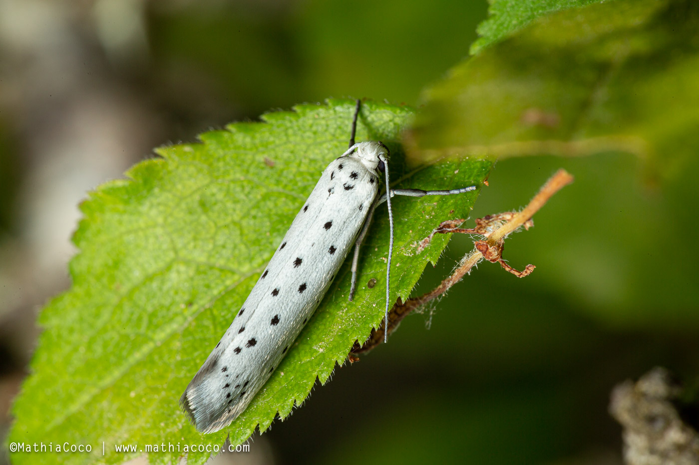 Bruchi di Yponomeutidae - Yponomeuta padella