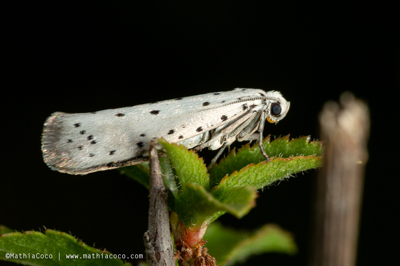 Bruchi di Yponomeutidae - Yponomeuta padella