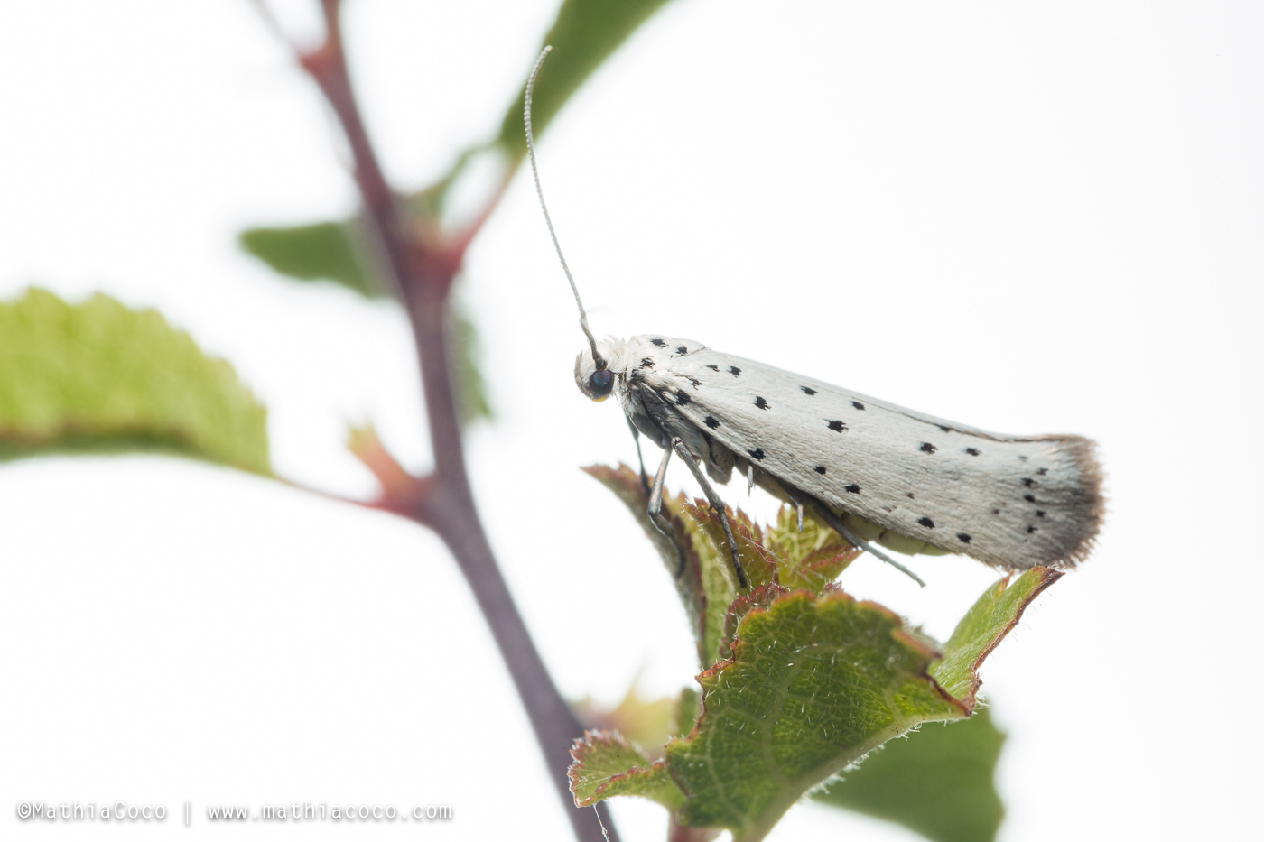 Bruchi di Yponomeutidae - Yponomeuta padella