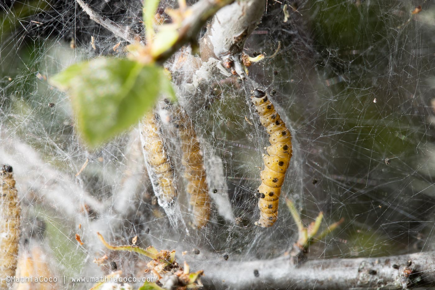 Bruchi di Yponomeutidae - Yponomeuta padella