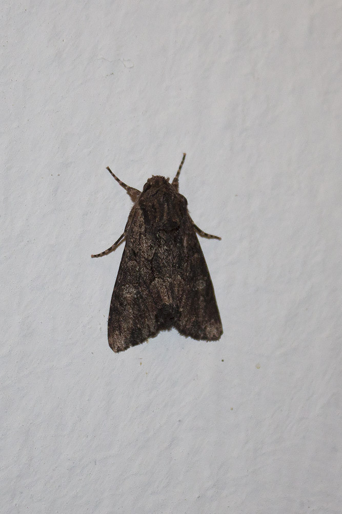 falena ID2 - Linosa:  Mniotype solieri