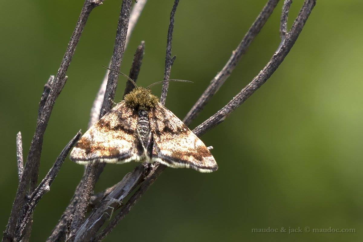 falena da ID, Verona - Panemeria tenebrata, Noctuidae