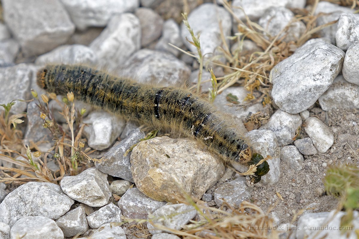 Bruco da identificare - Diaccia Botrona GR