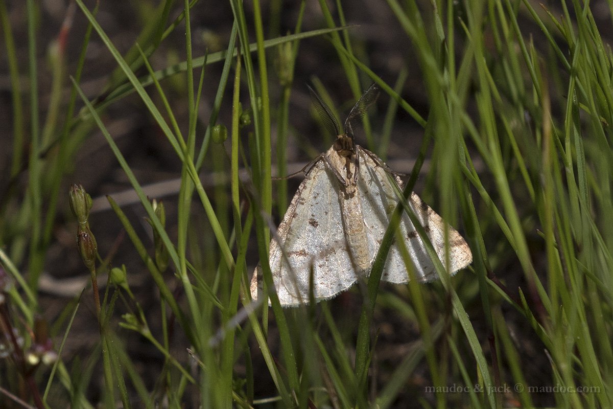 Aspitates ochrearia? Orbetello GR