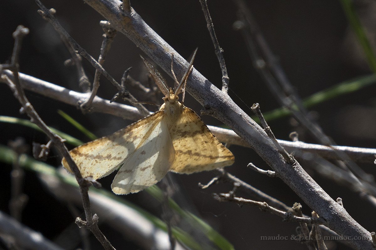 Aspitates ochrearia? Orbetello GR