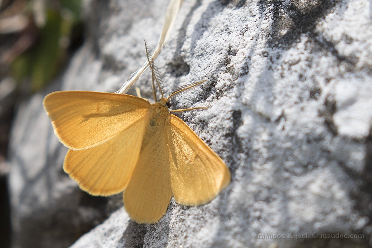 Geometridae: Crocota tinctaria? S !