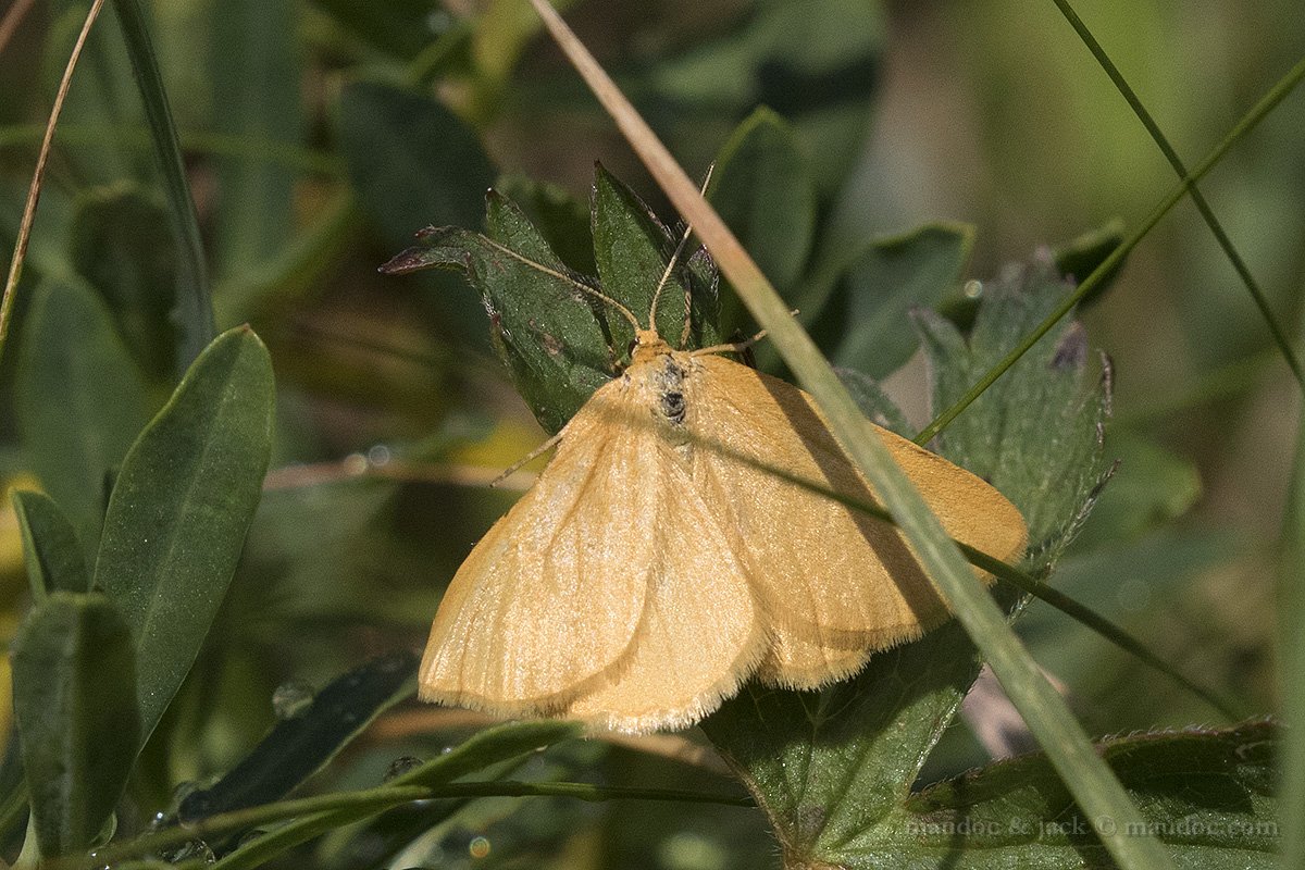 Geometridae: Crocota tinctaria? S !