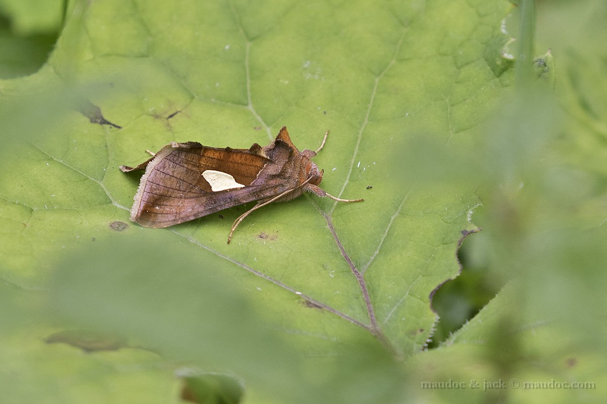 Autographa bractea? Altopiano di Asiago VI