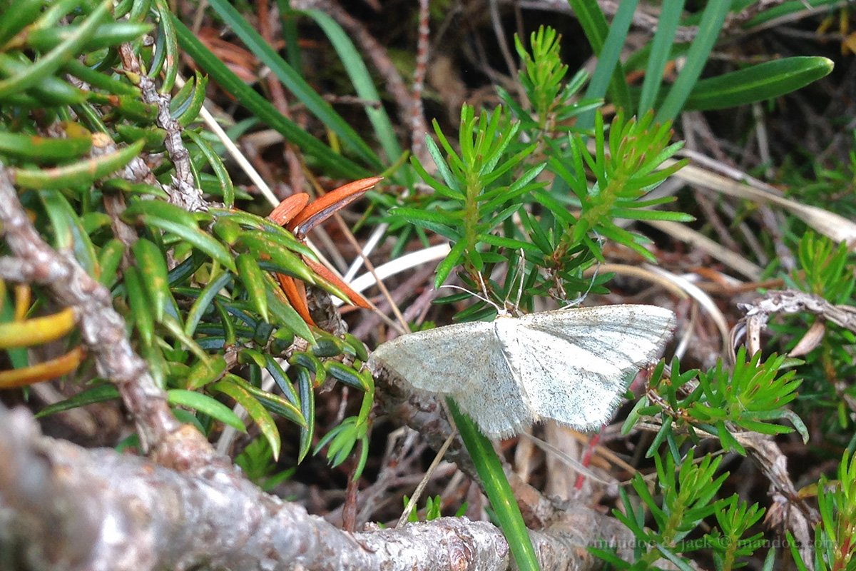 Geometridae [Asiago VI]