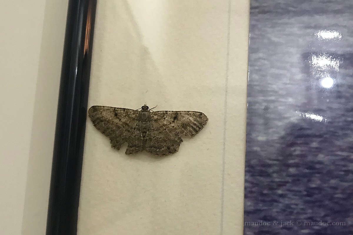 Tra le Geometridae? Verona