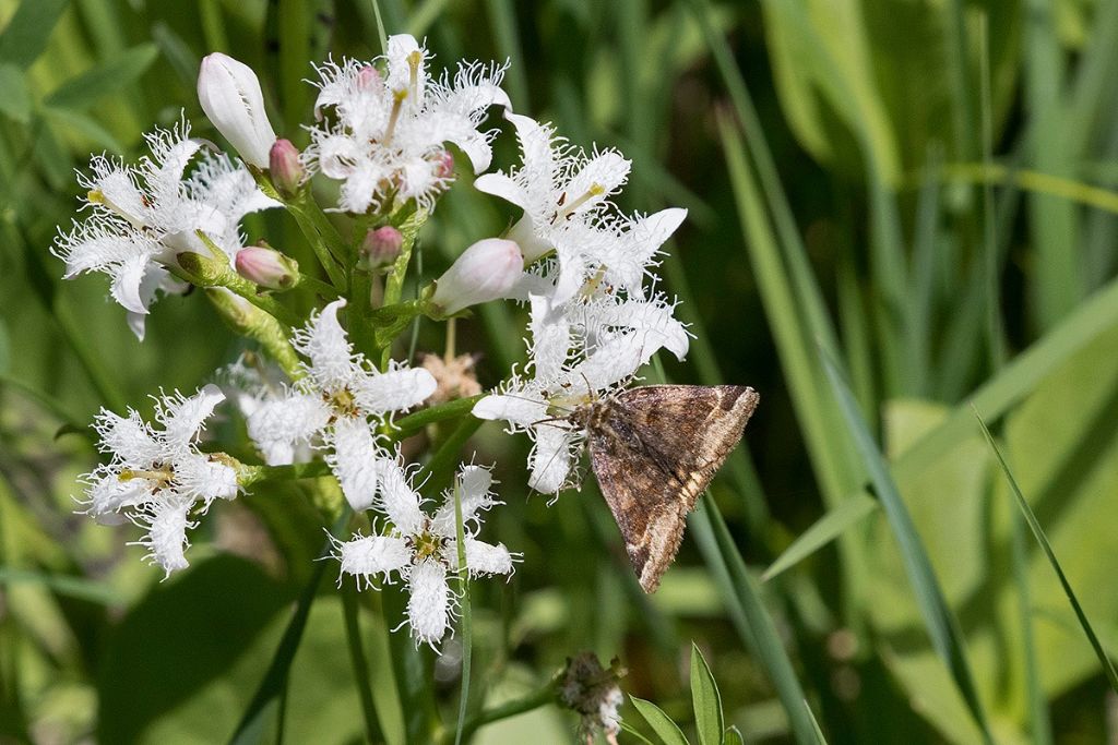 Falena dal Cadore (BL):   Euclidia glyphica - Erebidae