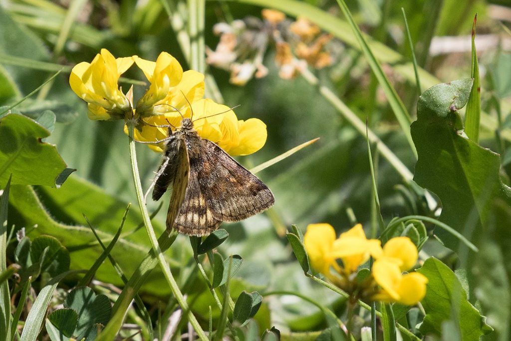 Falena dal Cadore (BL):   Euclidia glyphica - Erebidae