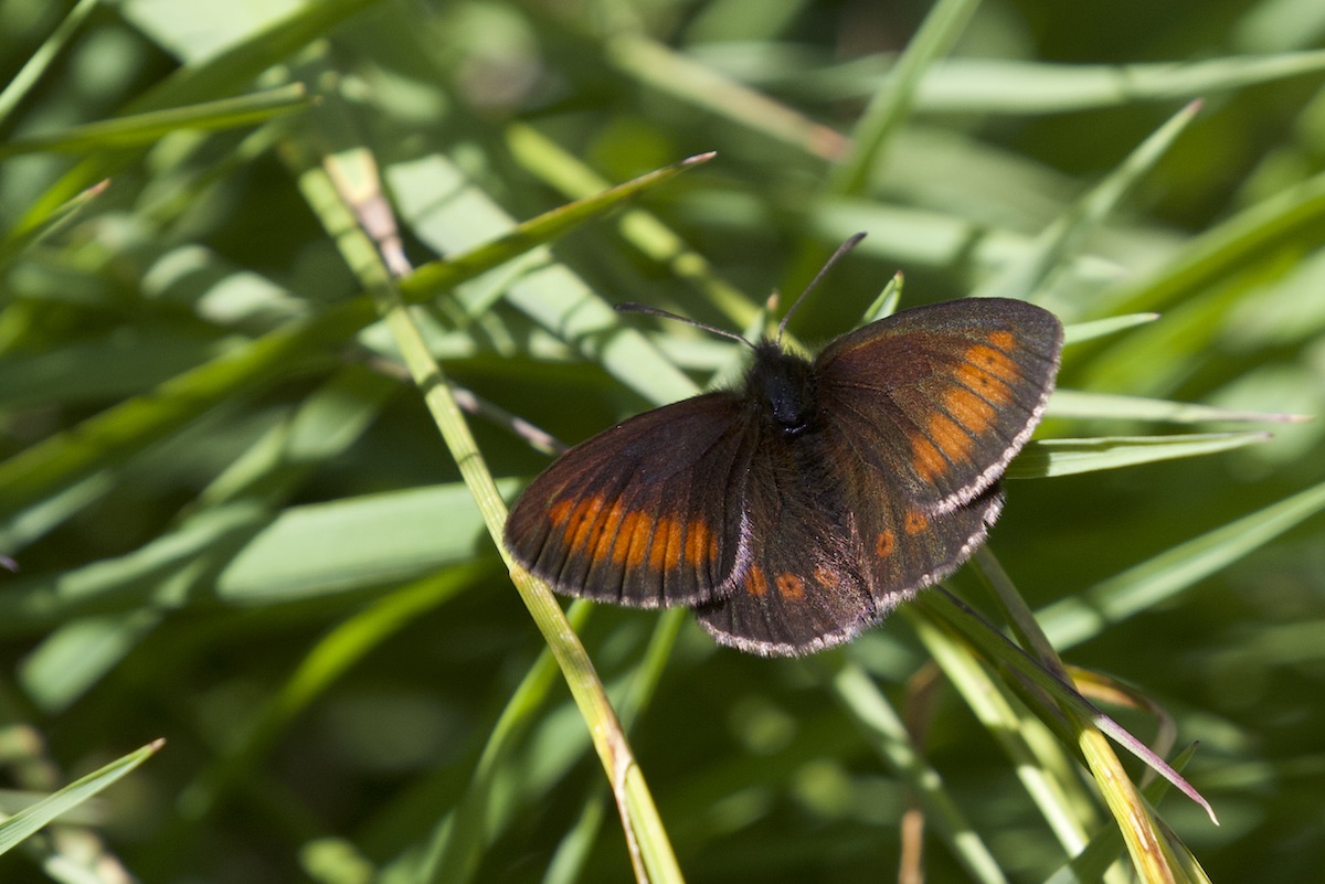 Erebia sudetica? o melampus? Stelvio