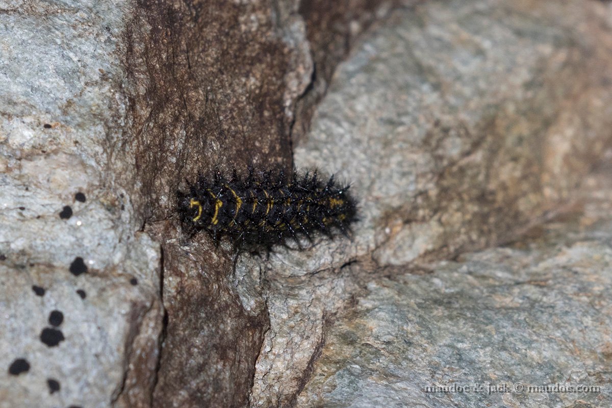 Bruco da ID  STelvio: Euphydryas cynthia - Nymphalidae