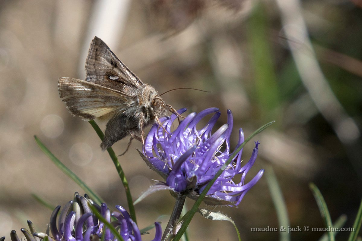 Falena da ID (Noctuidae) - Passo Gavia (SO): Syngrapha hochenwarthi