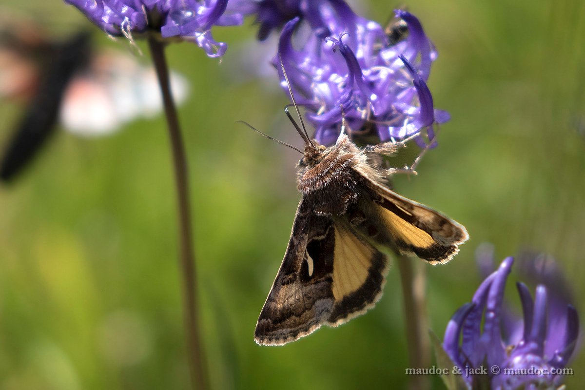 Falena da ID (Noctuidae) - Passo Gavia (SO): Syngrapha hochenwarthi