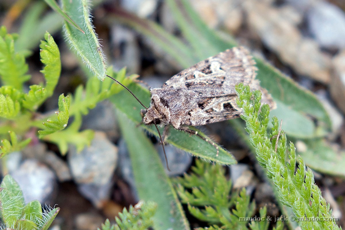 Falena da ID, Stelvio (SO): Chersotis cfr. multangola - Noctuidae