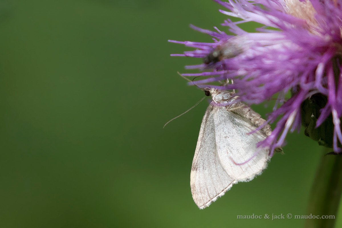 Falena da ID (Larentiinae) - Stelvio BZ